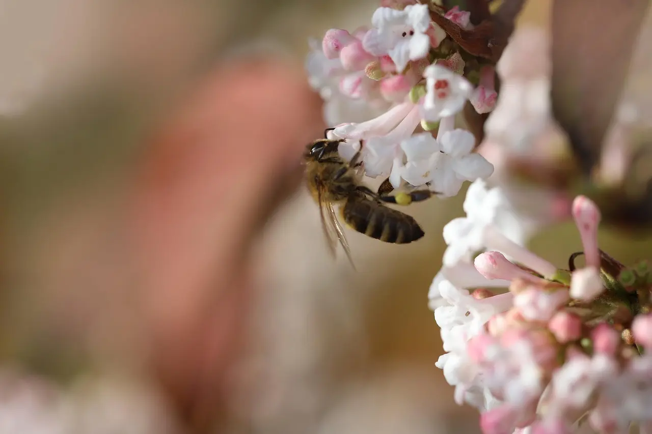 Gældssnebold vs. lavine: Vælg den strategi der gør dig gældfri hurtigst